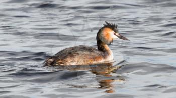Great crested grebe in blue water (Holland)