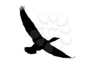 The silhouette of a cormorant in flight