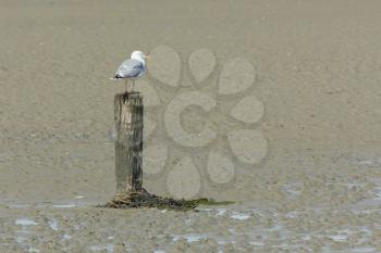 A herring gull on a pole during lowtide