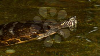 A European pond terrapin is swimming in a pond