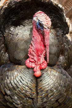 A close-up of a large turkey (Holland)