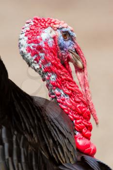 A close-up of a large turkey (Holland)