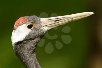 Close-up of a red-crowned crane (Holland)