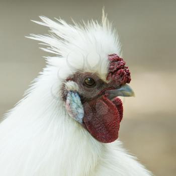 White chicken at a dutch farm (Leeuwarden)