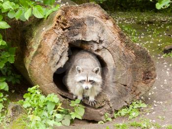 Adult raccoon at his nest / Procyon lotor