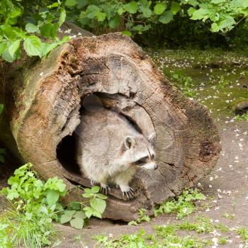 Adult raccoon at his nest / Procyon lotor