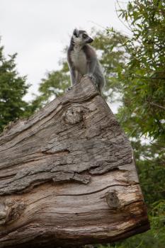 Ring-tailed lemur in captivity sitting on a dead tree