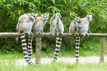 Ring-tailed lemur on a row in a dutch zoo