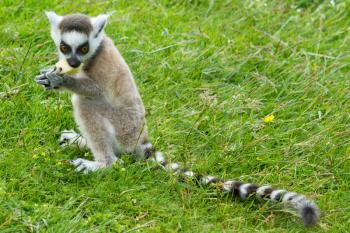 Young ring-tailed lemur eating a piece of fruit