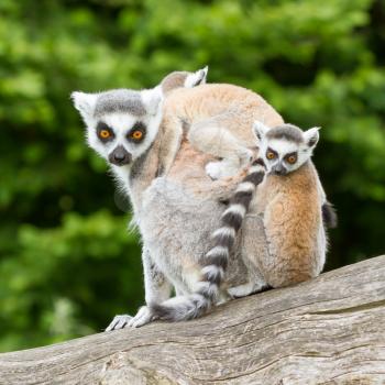 Ring-tailed lemur in captivity, young on back