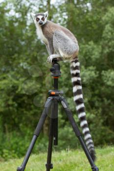Ring-tailed lemur in captivity, sitting on a photographers tripod