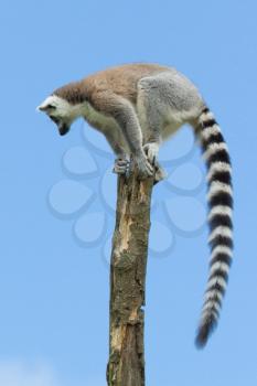 Ring-tailed lemur in a tree (zoo, Holland)