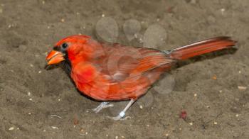 Northern Cardinal in captivity in the sand