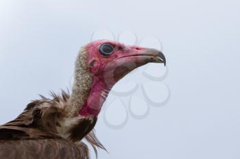 Close-up of a vulture in captivity (Rotterdam, Holland)