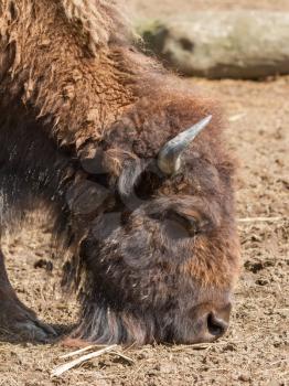 American bison (Bison bison) in a dutch zoo