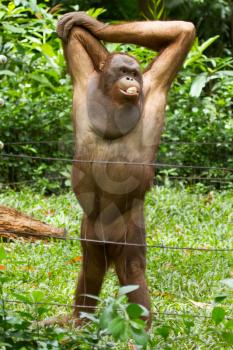 Orangutan (Pongo pygmaeus) in Saigon (Vietnam). Orangutans are currently found only in the rainforests of Borneo and Sumatra.