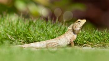 Close up of a lizard in the green grass