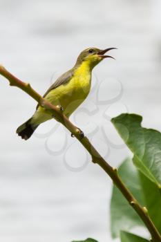 Olive Backed Sunbird - Female, Mui Ne, Vietnam