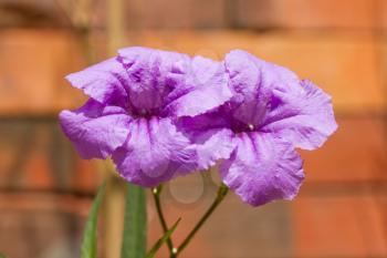 Two purple flowers blooming, close-up against a brick wall