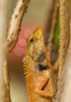 Close up of a lizard in a tree