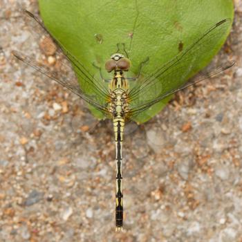 Large dragonfly resting on a leaf, Vietnam