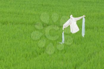 Scarecrow in a ricefield, stands guard in Vietnam