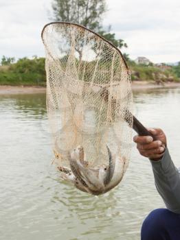 Fisherman hold a net with several small fish in it (Vietnam)