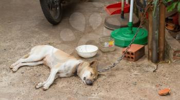 Dog on chain with lock, prevention from stealing for consumption, Vietnam, Dong Hoi