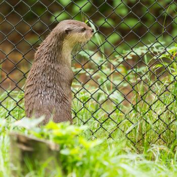 Otter in captivity is looking through the fence of it's cage (Holland)