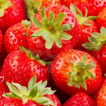 Collection of fresh dutch red strawberry, isolated