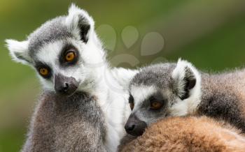 Two ring-tailed lemurs (Lemur catta) in a dutch zoo