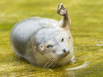 Common seal resting in the water (Phoca vitulina)