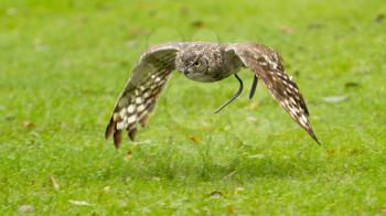 African Eagle Owl flying over a green field, selective focus on eye