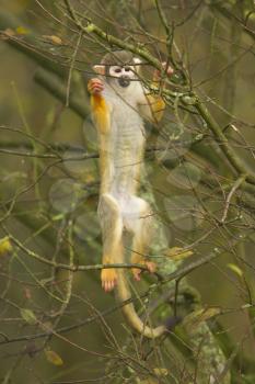 Macaque climbing a tree in a dutch zoo