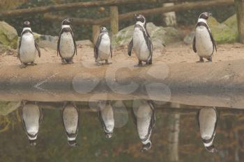Row of Humpolt penguins in a dutch zoo
