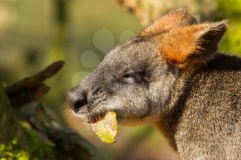 Close-up of an eating swamp wallaby in a dutch zoo