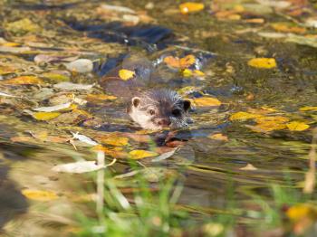 Otter is swimming in a pond full of leaves