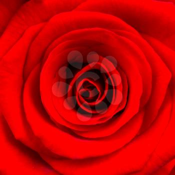 Close-up of a bright red rose, isolated