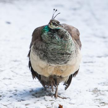 Female peacock standing in the snow, winter