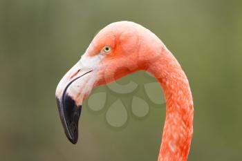 Closeup shot of pink flamingo on green background