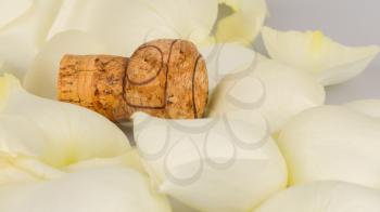 Cork from champagne isolated with rose leaves