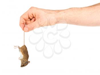 Hand holding a dead mouse, isolated on a white background