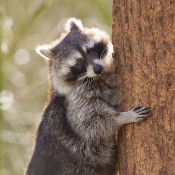 Curious racoon is climbing a tree, Holland