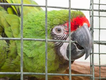 Military Macaw (Ara militaris) - Captive in a dutch zoo