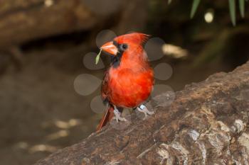 Northern Cardinal in captivity on a log