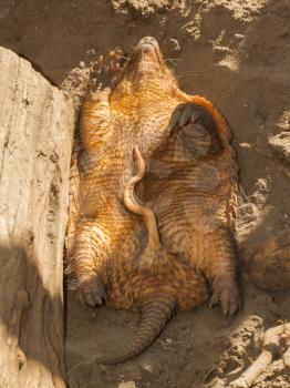 Sleeping armadillo (Chaetophractus villosus) in a dutch zoo