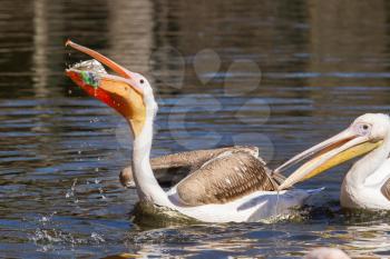 Young pink pelican playing with a piece of plastic