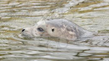 Adult grey seal swimming in the water