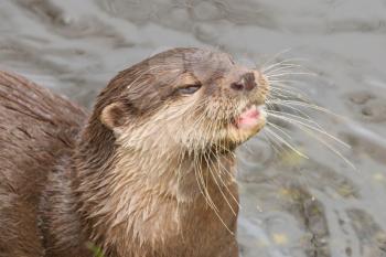 Close-up of an otter eating fish, Holland