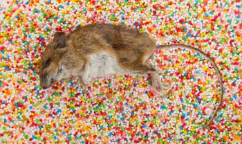 Dead mouse laying on top of candy decorations